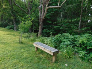 Bench by the creek